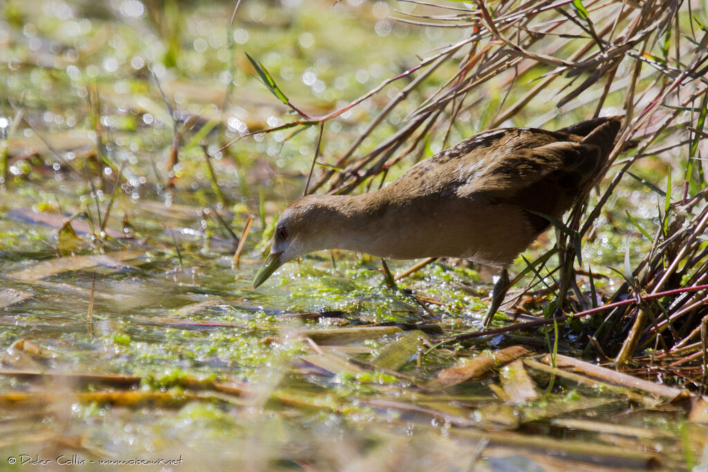 Little Crake female adult