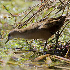 Little Crake