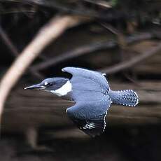 Belted Kingfisher