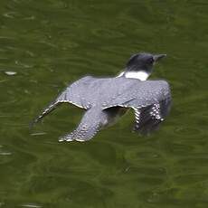 Belted Kingfisher