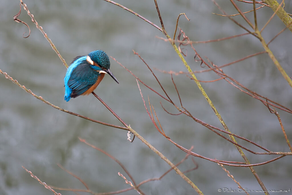 Common Kingfisher, fishing/hunting