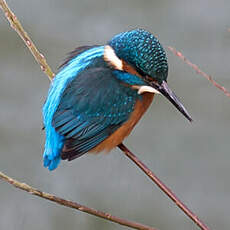 Common Kingfisher