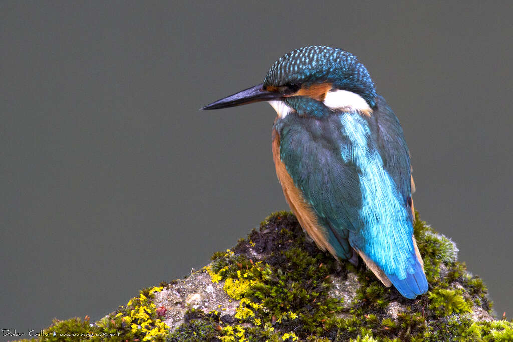 Common Kingfisheradult, fishing/hunting