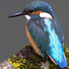 Common Kingfisher