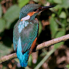 Common Kingfisher