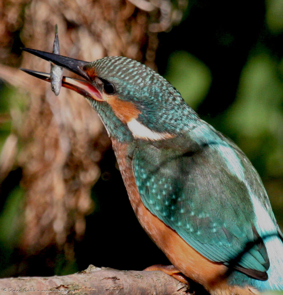 Common Kingfisher, feeding habits