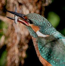 Common Kingfisher