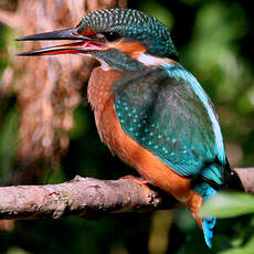 Common Kingfisher