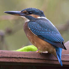 Common Kingfisher