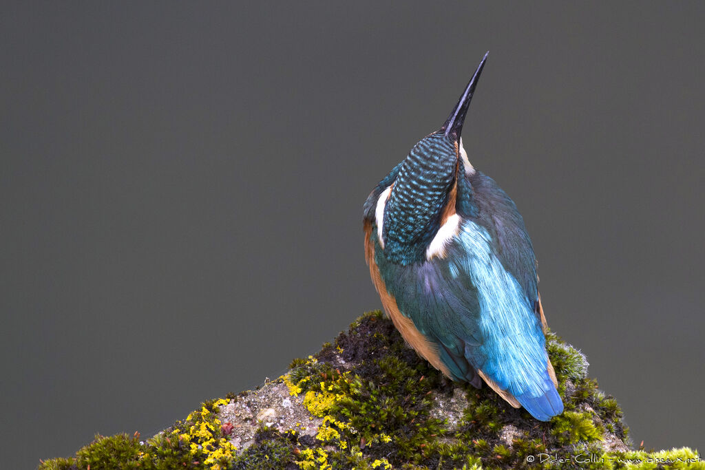 Common Kingfisher, identification