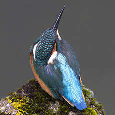 Common Kingfisher