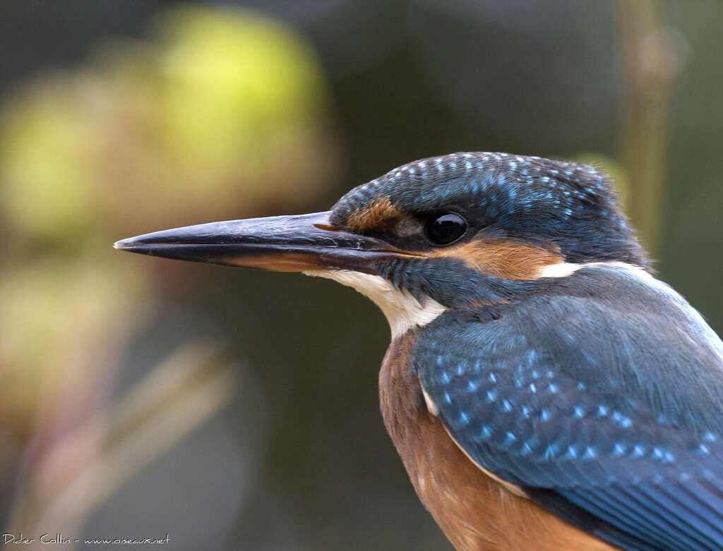 Common Kingfisherimmature, close-up portrait