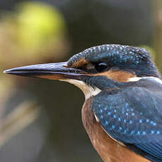 Common Kingfisher