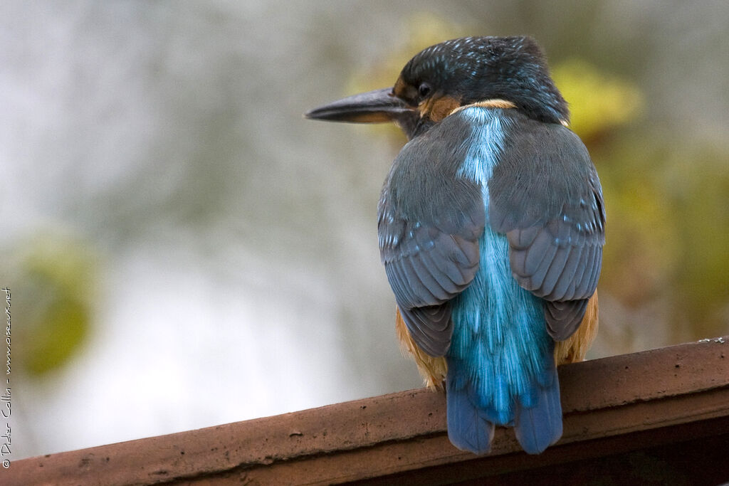 Common Kingfisher