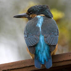 Common Kingfisher