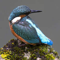 Common Kingfisher