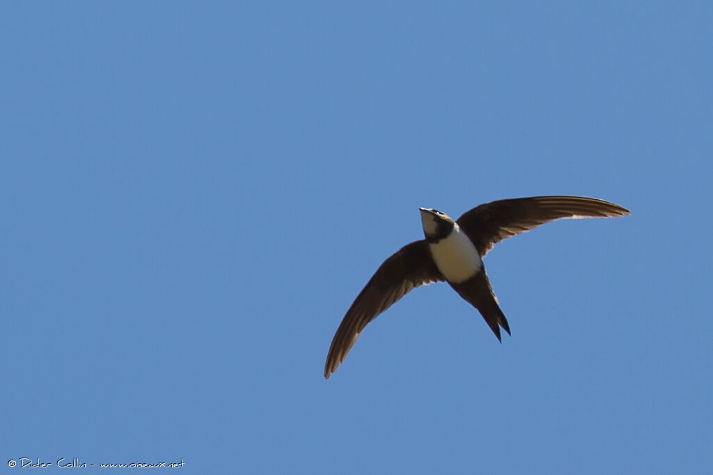 Alpine Swiftadult