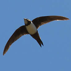 Alpine Swift