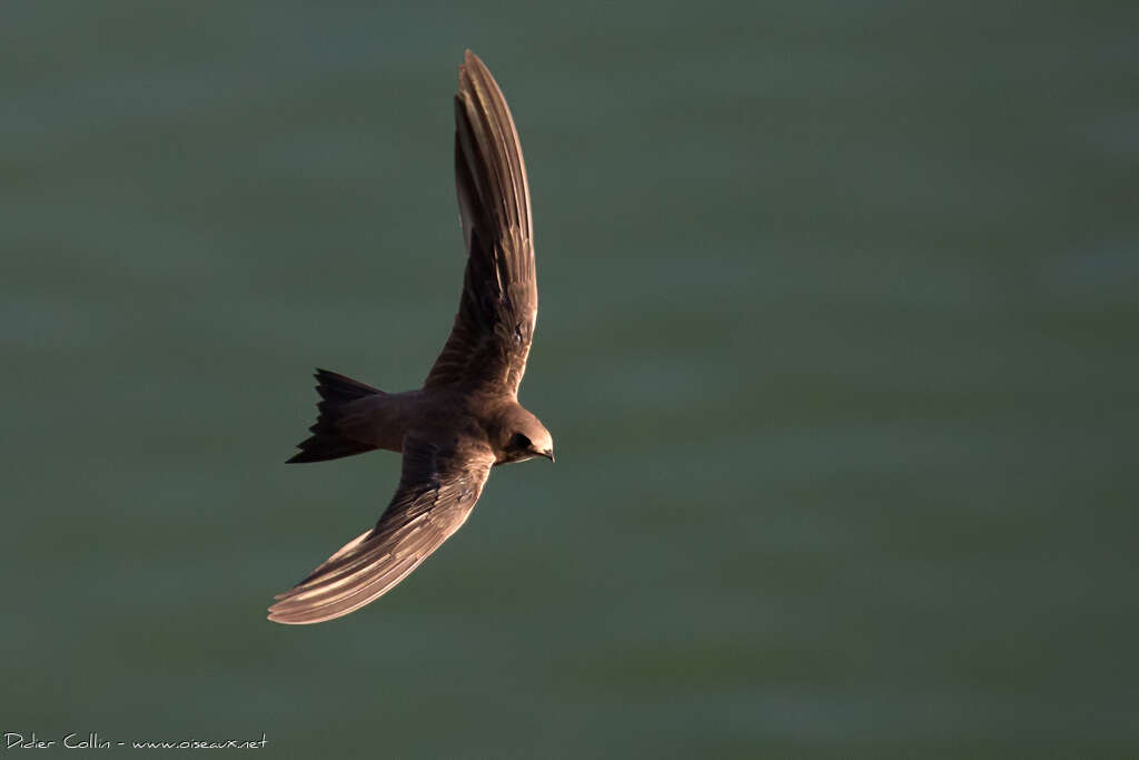 Alpine Swiftadult, Flight