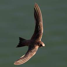 Alpine Swift