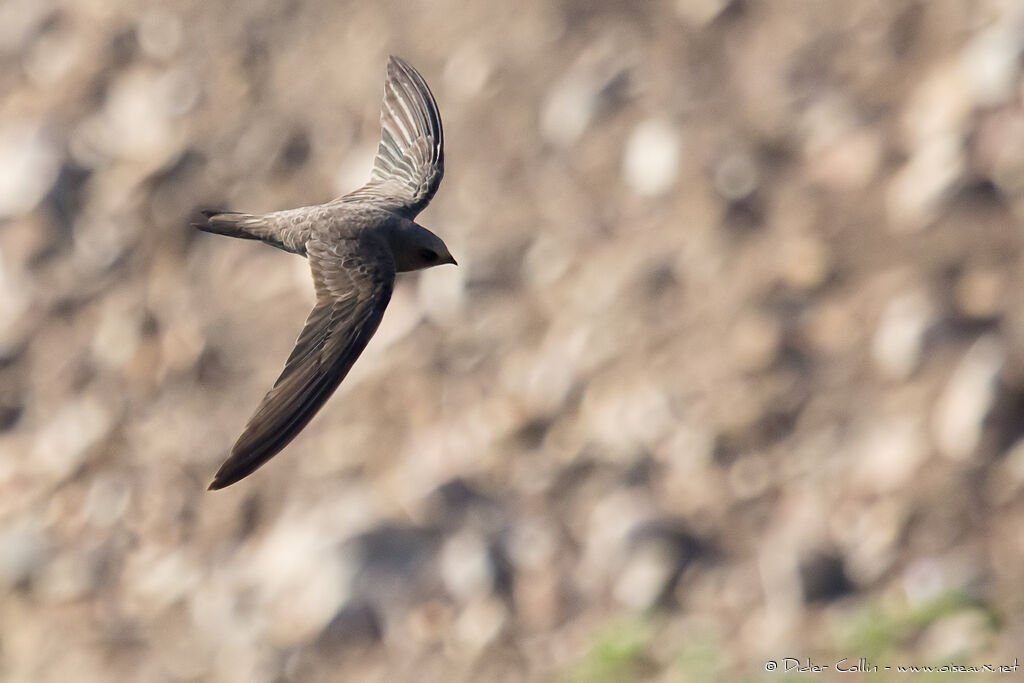 Alpine Swiftadult breeding, Flight