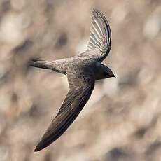 Alpine Swift