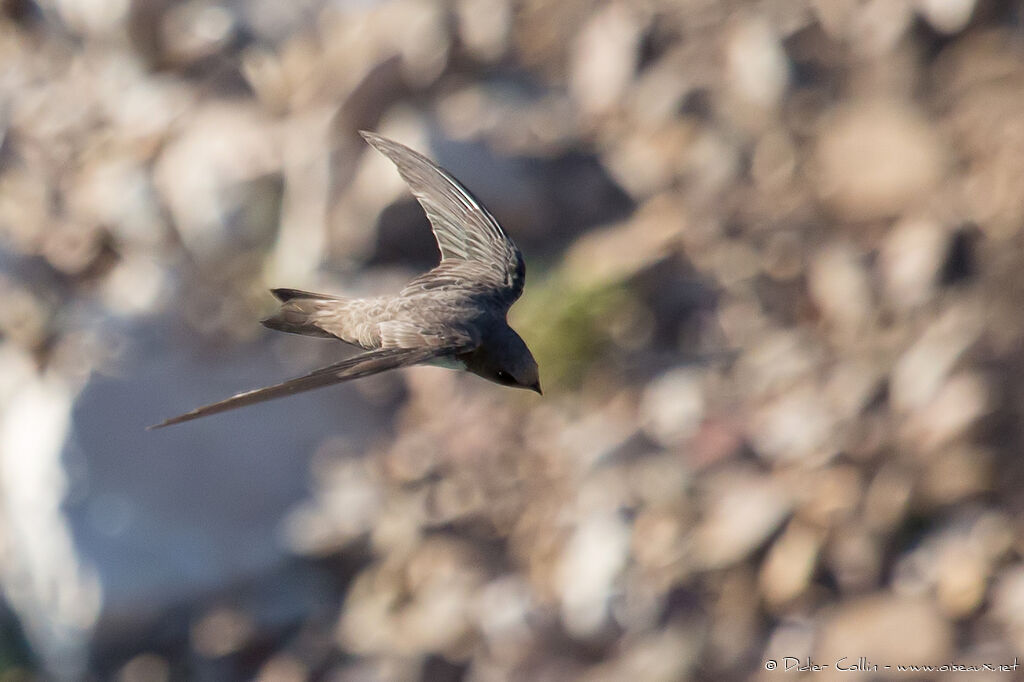 Alpine Swiftadult breeding, Flight, fishing/hunting