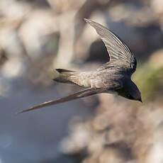 Alpine Swift