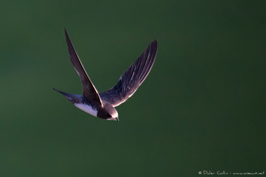 Alpine Swiftadult breeding, Flight