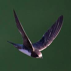 Alpine Swift