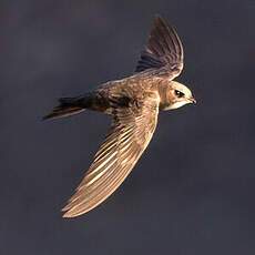 Alpine Swift