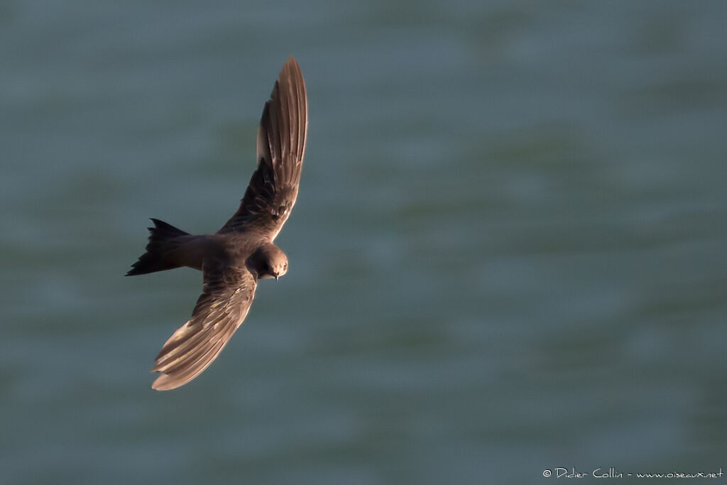 Alpine Swiftadult breeding, Flight