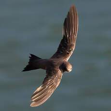 Alpine Swift