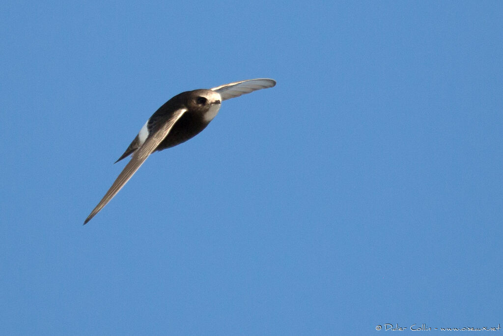 Little Swiftadult breeding, Flight