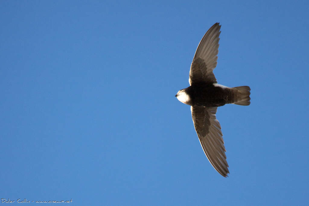 Little Swiftadult breeding, pigmentation, Flight