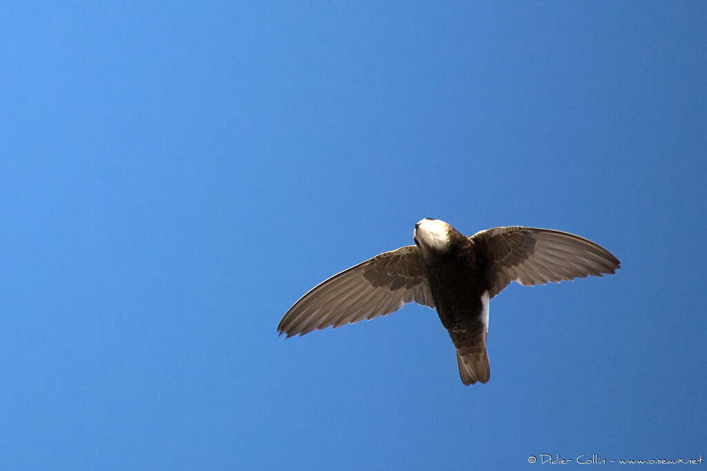 Little Swiftadult breeding, Flight