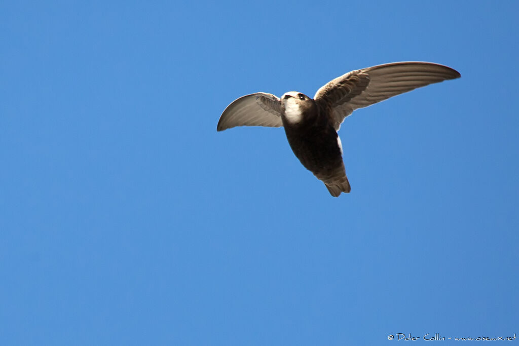 Little Swiftadult breeding, Flight