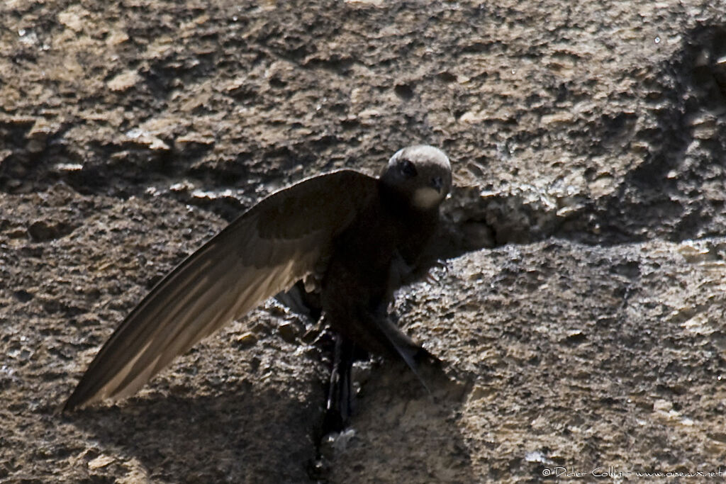 Common Swiftadult, habitat, Reproduction-nesting