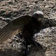 Common Swift