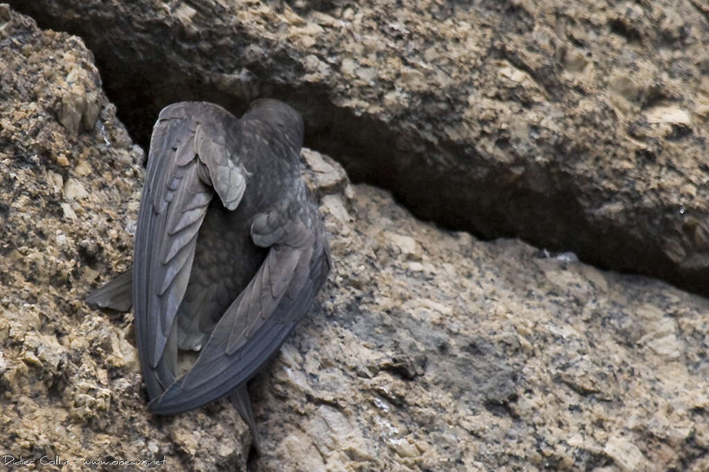 Common Swiftadult, habitat, aspect