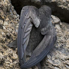 Common Swift