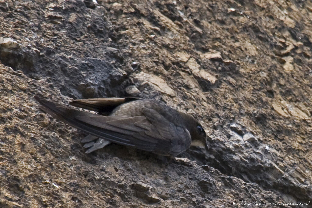 Common Swift