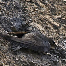 Common Swift