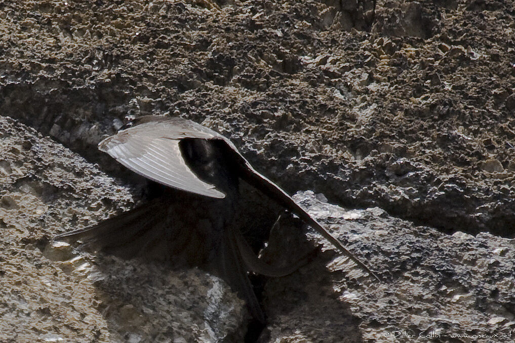 Common Swiftadult, Behaviour