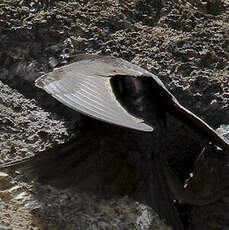 Common Swift