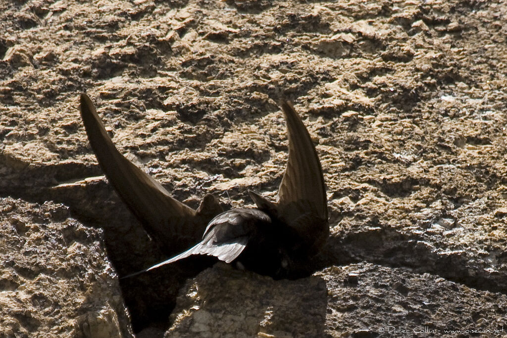 Common Swiftadult, Reproduction-nesting