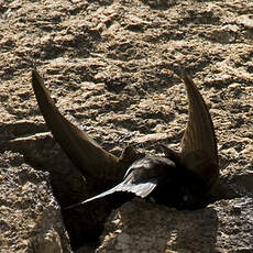 Common Swift