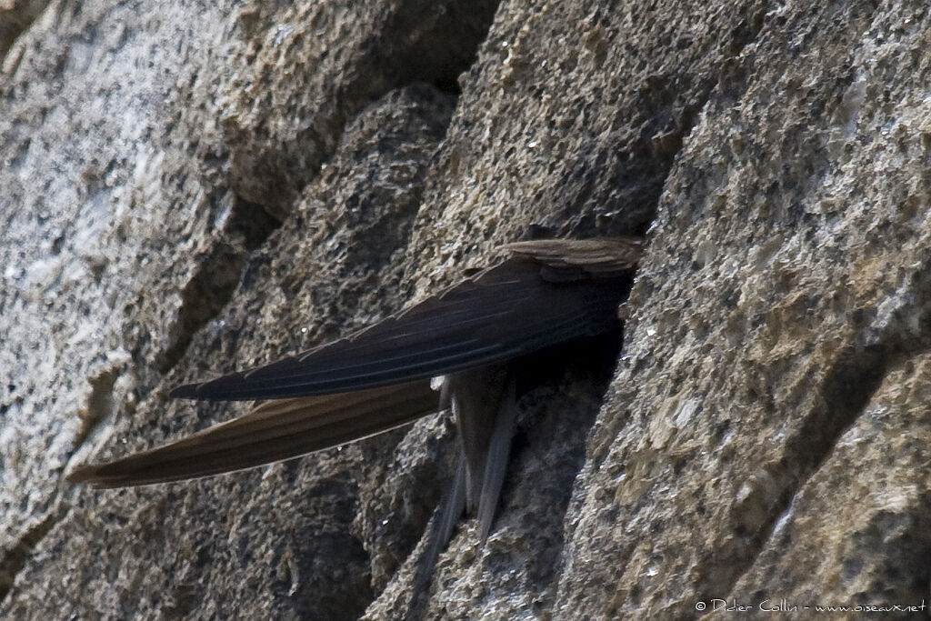 Martinet noir