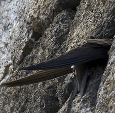 Common Swift