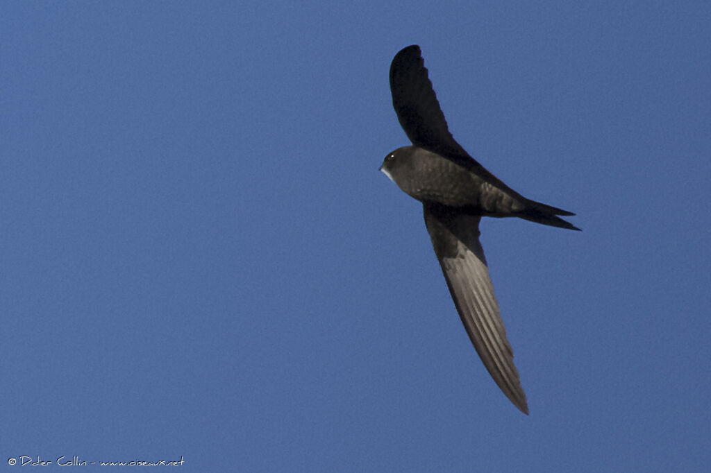 Common Swiftadult, Flight